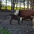 Beef Cow Calf Pairs 3 thumbnail