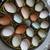 Fertile eggs / huevo fertile / pollitos chicks 2 thumbnail