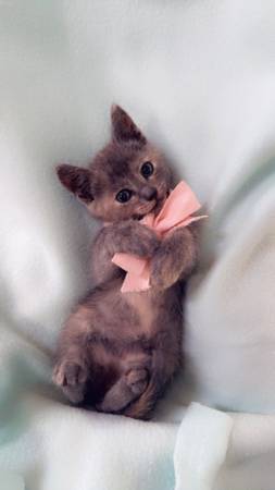 Kittens available (Vancouver)63842373751809121
