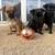 Miniature chihuahaha puppy 8 thumbnail