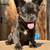 Chocolate  French Bulldogs (females ) 2 thumbnail