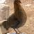 McLean Hatch Game Hen 1 thumbnail