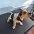 Beagles 4 thumbnail