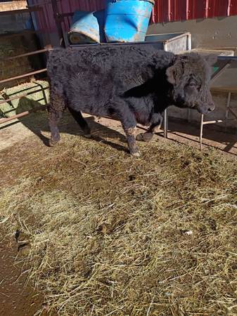 Angus Steer 1