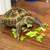 Russian Tortoise 1 thumbnail
