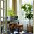 Fiddle Leaf Ficus indoor outdoor decorative green large leaf plant 4 thumbnail