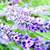 (3) Mature English Lavender in 2 Gal. Pot Bushes Borders Patio 1 thumbnail