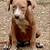 4 month old pit pups needs good home 7 thumbnail