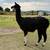 Gentle Giant Female Llama 4 thumbnail