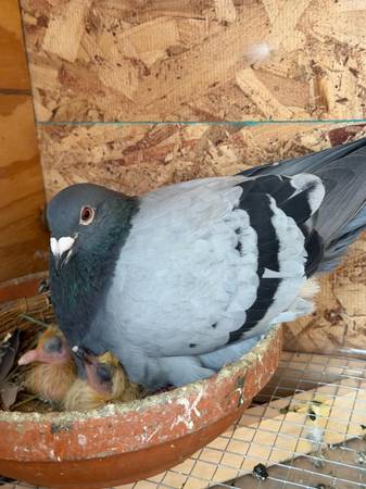 Pigeon (Chicago Ridge)63918925414274123