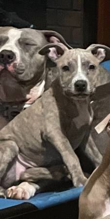 Puppy needs a forever home (Portland)63916333244930121