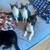 11 week old kittens 2 thumbnail