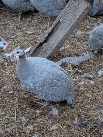 Guineas 1
