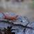 Red Monster Bearded Dragon 2 thumbnail