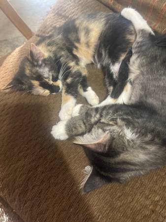 Gatitos, pequeña tarifa de reubicación de $5063860182985347120