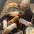Rehoming Piglets 2 thumbnail