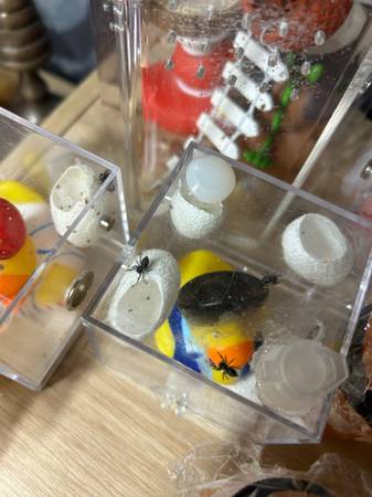 Jumping spiders rehome! (Lynn)63912908461442123