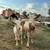 7 Nigerian goats for sale 2 thumbnail