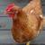 laying hens, chickens for sale 3 thumbnail