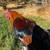 Rooster / Gallo 3 thumbnail