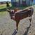 Bullf Calf 2 thumbnail