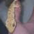 Tiger Crested Gecko w/ Spots 1 thumbnail