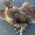 Silkies, seramas, bantam cochins and call ducks 2 thumbnail