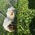 guinea pigs 7 thumbnail