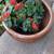 Large Flower Pot 1 thumbnail
