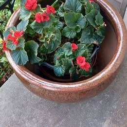 Large Flower Pot 1
