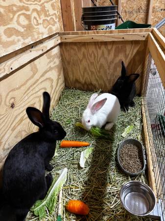 Rabbit 1
