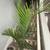 Palms 1 thumbnail