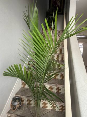Palms 1