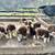 Australian sheperds 3 thumbnail