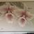 Stunning Large Irises on Canvas Painting 1 thumbnail