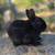 Netherland dwarf rabbits 2 thumbnail