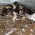 Mallard duck 2 thumbnail