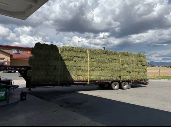 Horse Hay Small Squares Delivered and Stacked 1