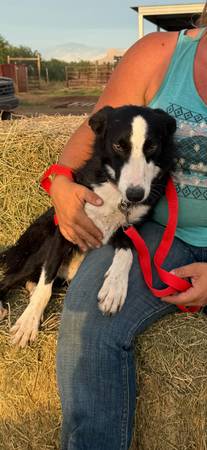 Livestock helpers 1
