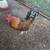 ROOSTER 2 thumbnail