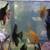 freshwater fish 5 thumbnail