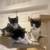 Rehoming kittens 3 thumbnail