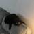 Rehoming 2 Cats 5 thumbnail