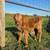 Highpark Mini Bull for Lease/Stud 7 thumbnail