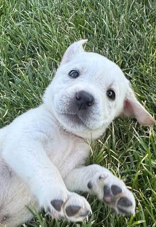 Labrador pups - $0 (brentwood / oakley)63471369176705121