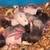 baby rats 10 thumbnail