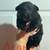 German Shepherd Puppies 1 thumbnail