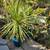 Variegated Yucca tree or Yucca Gloriosa variegata tree. 4 thumbnail