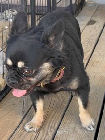 Female Fluffy Adult Frenchie Rescue (Las Vegas / Pahrump)63860185804931121