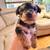 Yorkie pups 2 thumbnail